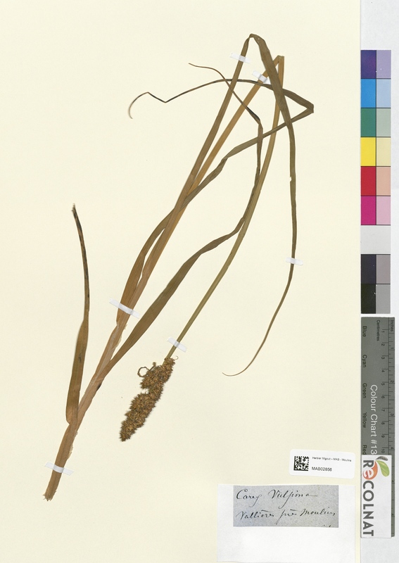 Carex vulpina (Cyperaceae)