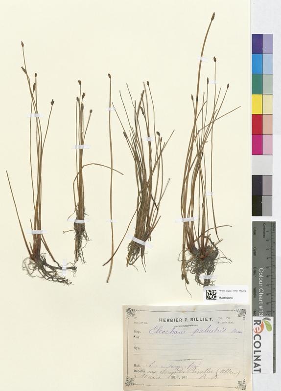 Scirpus palustris (Cyperaceae)