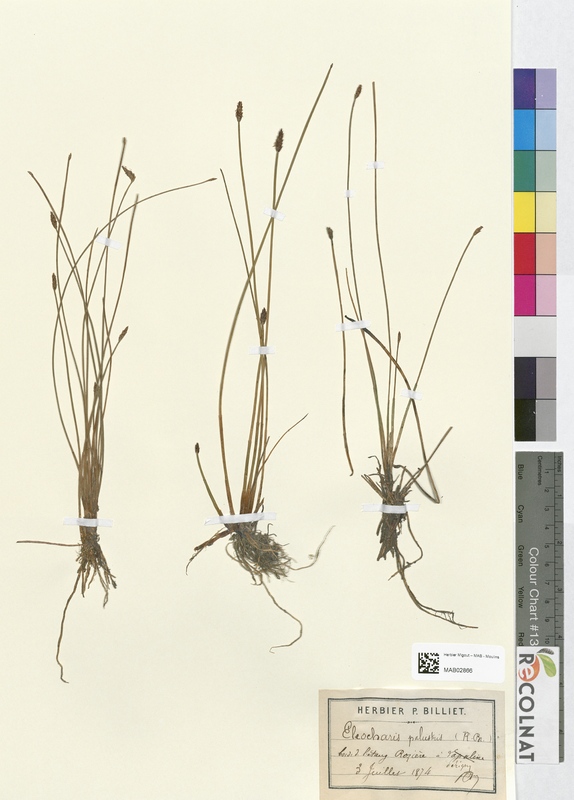 Eleocharis palustris (Cyperaceae)