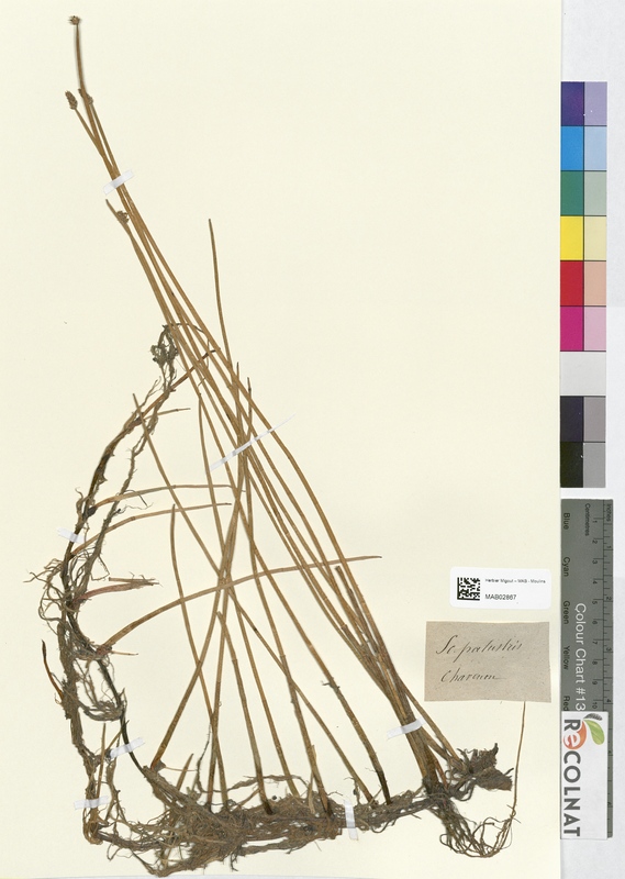 Eleocharis palustris (Cyperaceae)