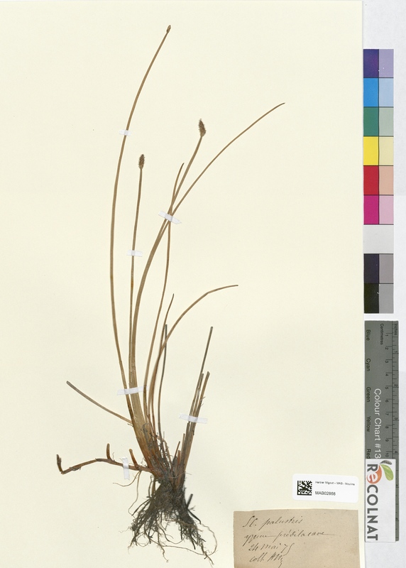 Scirpus palustris (Cyperaceae)