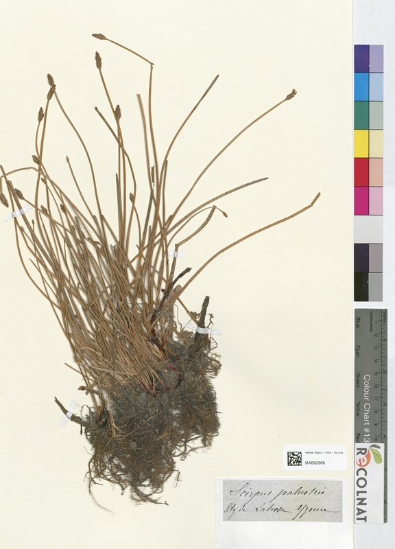 Scirpus palustris (Cyperaceae)