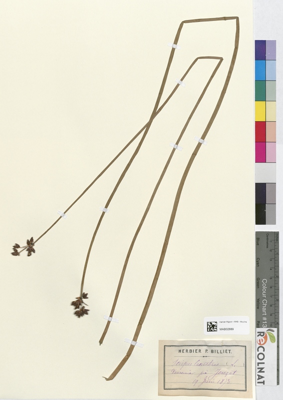 Scirpus lacustris (Cyperaceae)