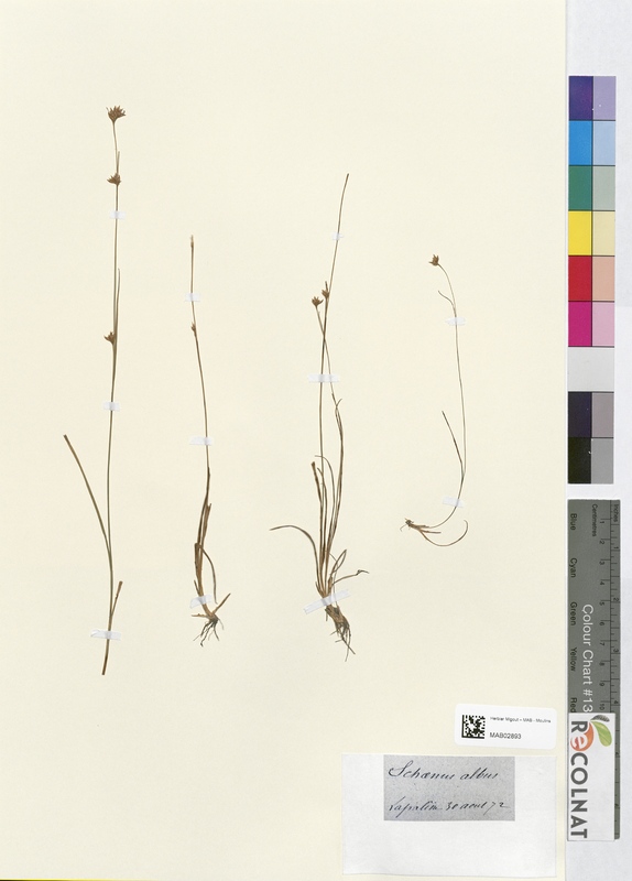 Schoenus albus (Cyperaceae)