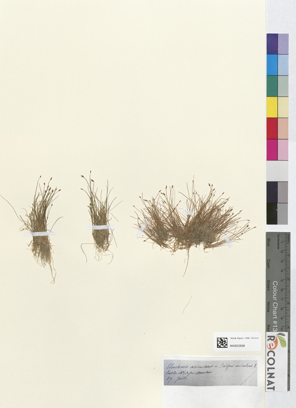 Eleocharis acicularis (Cyperaceae)