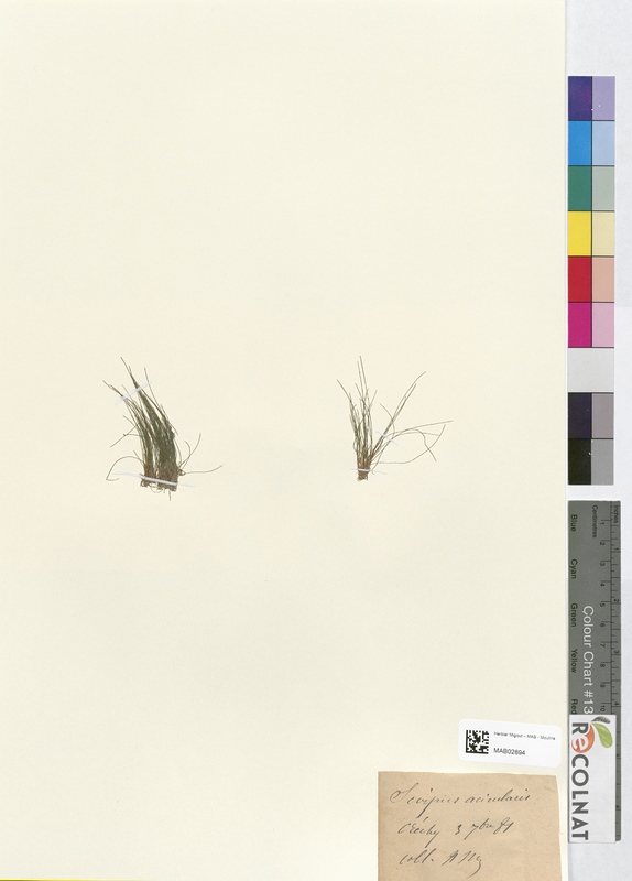 Scirpus acicularis (Cyperaceae)