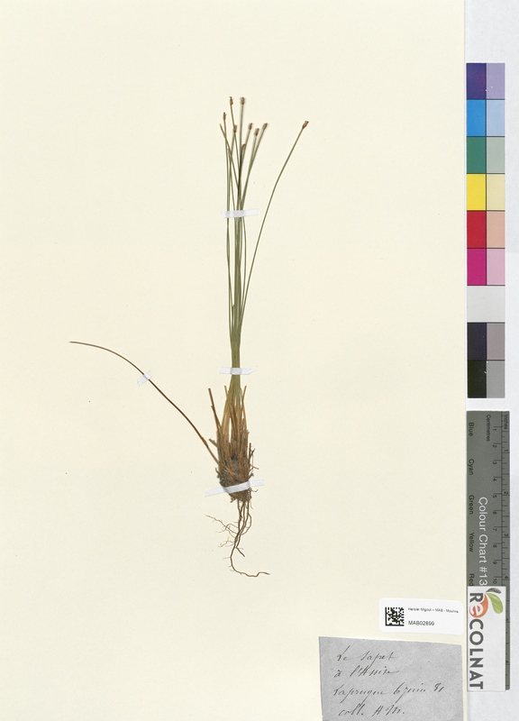 Scirpus ecespitosus (Cyperaceae)