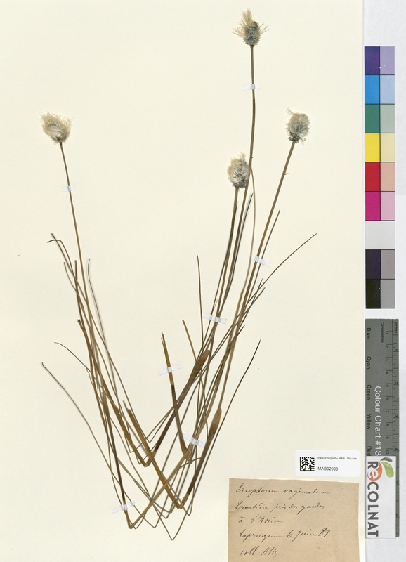 Eriophorum vaginatum (Cyperaceae)