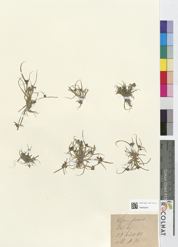 Eriophorum vaginatum (Cyperaceae)