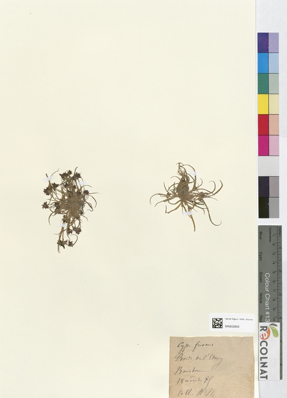 Cyperus fuscus (Cyperaceae)