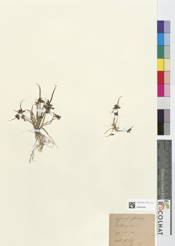 Cyperus fuscus (Cyperaceae)