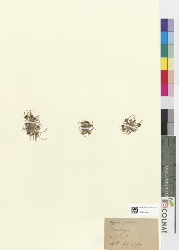 Cyperus fuscus (Cyperaceae)