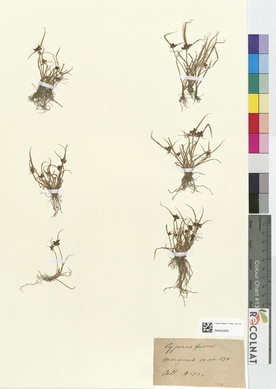 Cyperus fuscus (Cyperaceae)