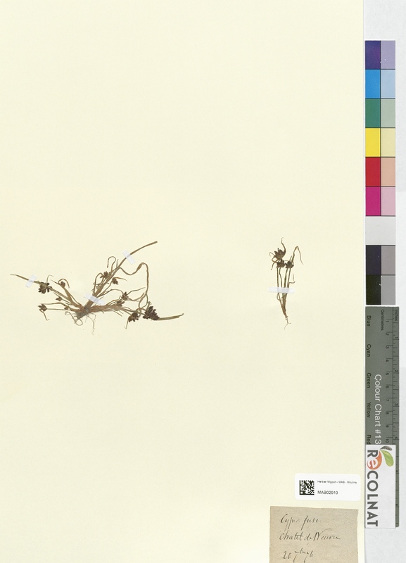 Cyperus fuscus (Cyperaceae)