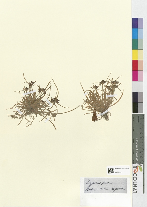 Cyperus fuscus (Cyperaceae)