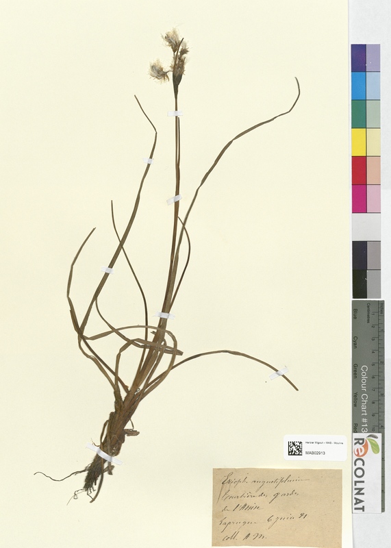 Eriophorum angustifolium (Cyperaceae)