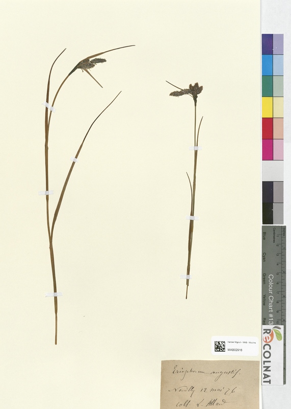 Eriophorum angustifolium (Cyperaceae)