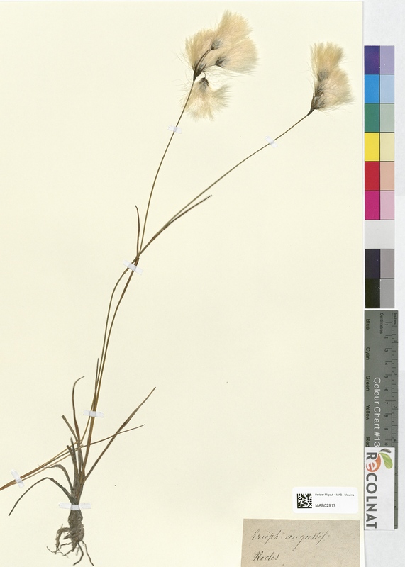 Eriophorum angustifolium (Cyperaceae)