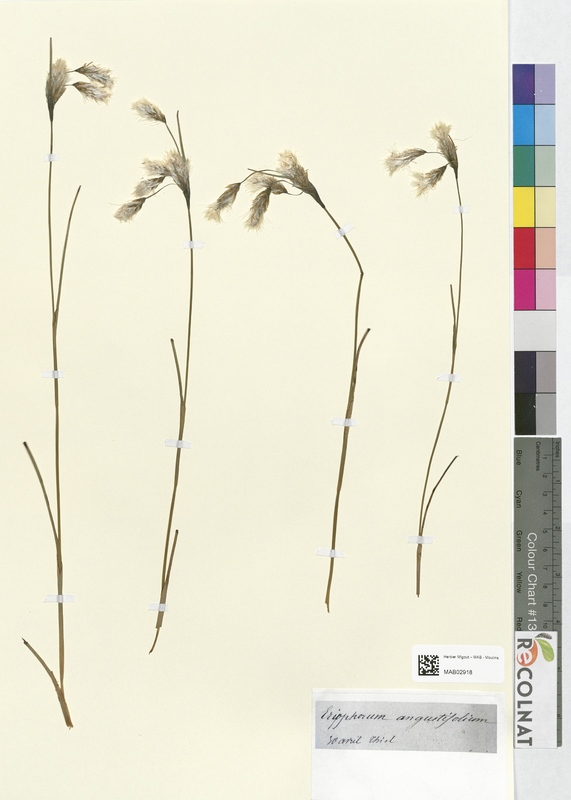 Eriophorum angustifolium (Cyperaceae)