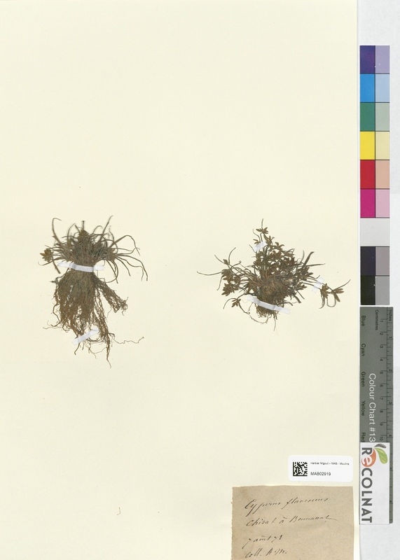 Cyperus flavescens (Cyperaceae)