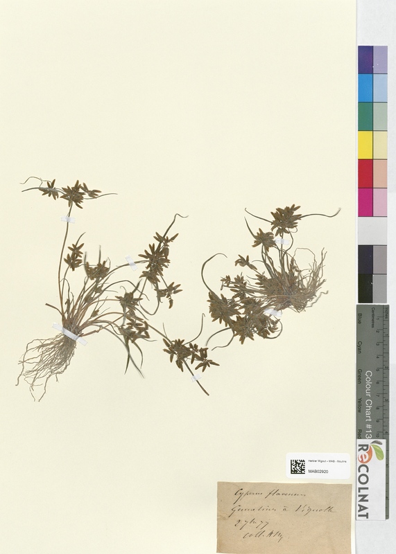 Cyperus flavescens (Cyperaceae)