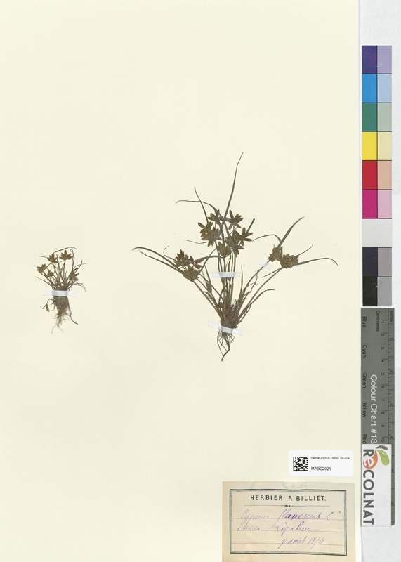 Cyperus flavescens (Cyperaceae)