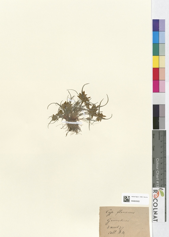 Cyperus flavescens (Cyperaceae)