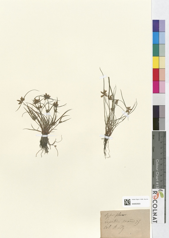 Cyperus flavescens (Cyperaceae)