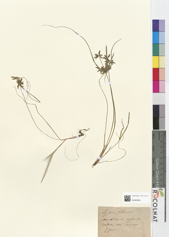 Cyperus flavescens (Cyperaceae)