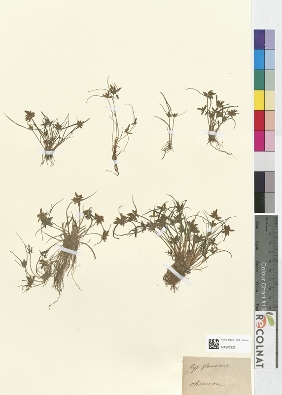 Cyperus flavescens (Cyperaceae)