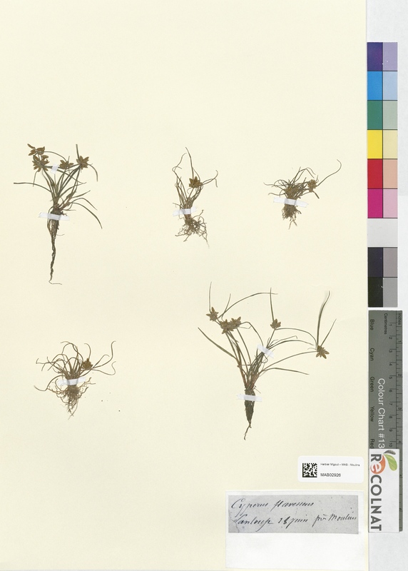 Cyperus flavescens (Cyperaceae)