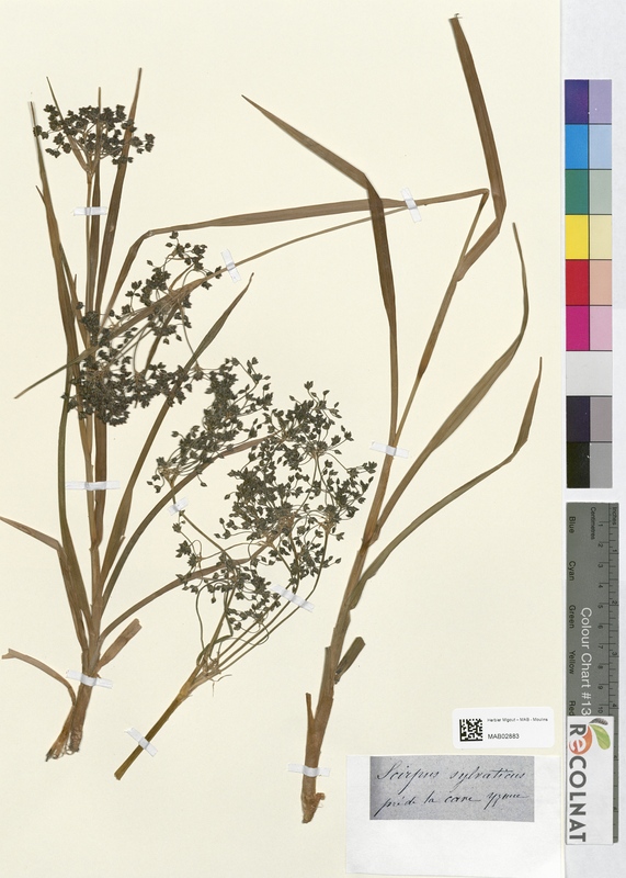 Scirpus sylvaticus (Cyperaceae)