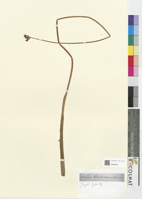 Scirpus tabernamontanus (Cyperaceae)