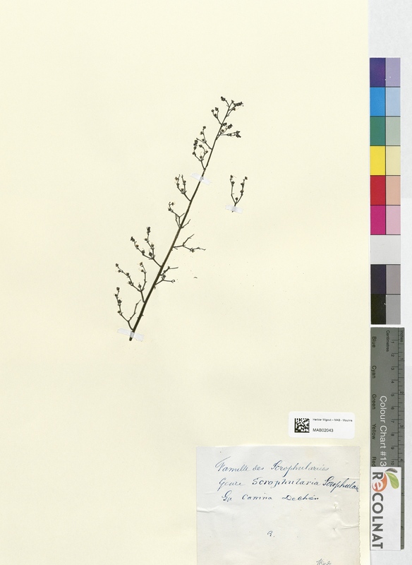 Scrophularia canina (Scrophulariaceae)