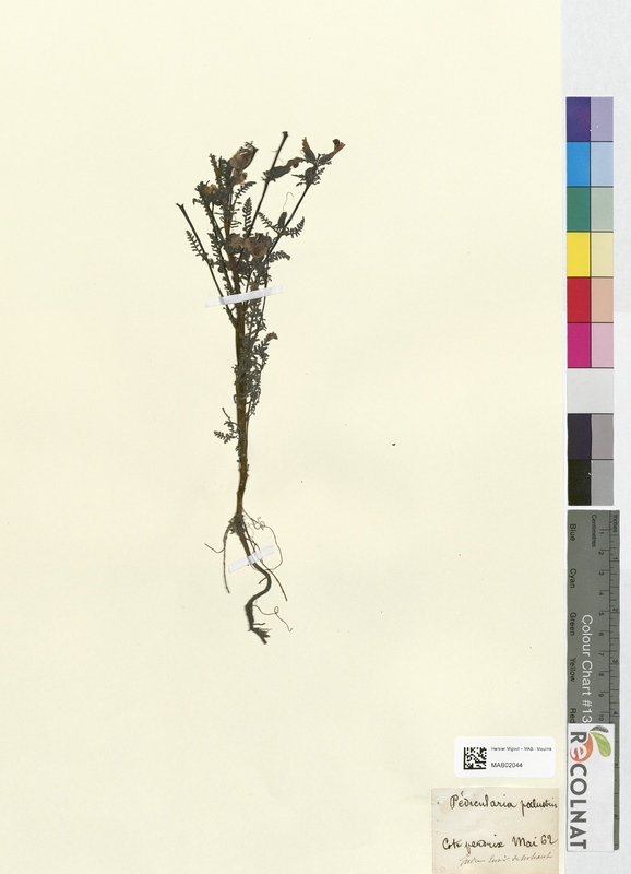 Pedicularis palustris (Scrophulariaceae)