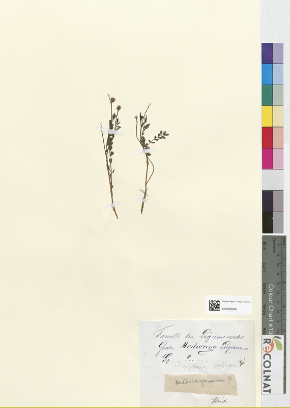 Medicago luzerne (Fabaceae)