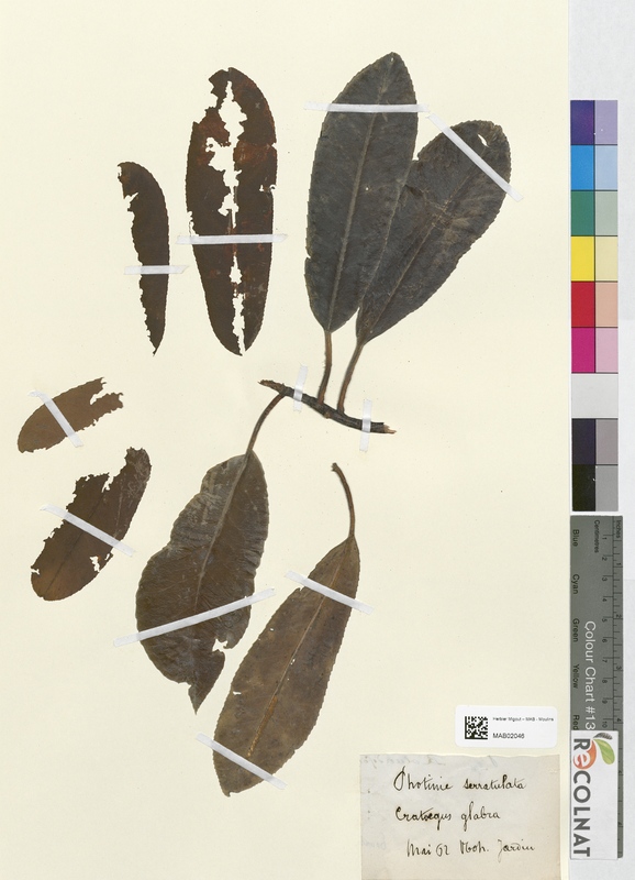 Photinia serratulata (Rosaceae)