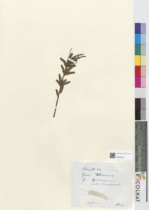 Tamarix mediterraneum (Tamaricaceae)