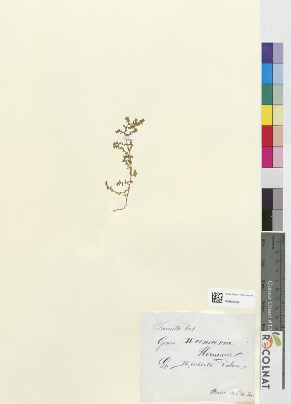 Herniaria hirsuta (Caryophyllaceae)