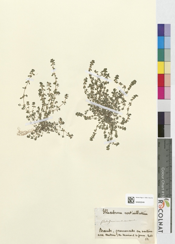 Illecebrum verticillatum (Caryophyllaceae)