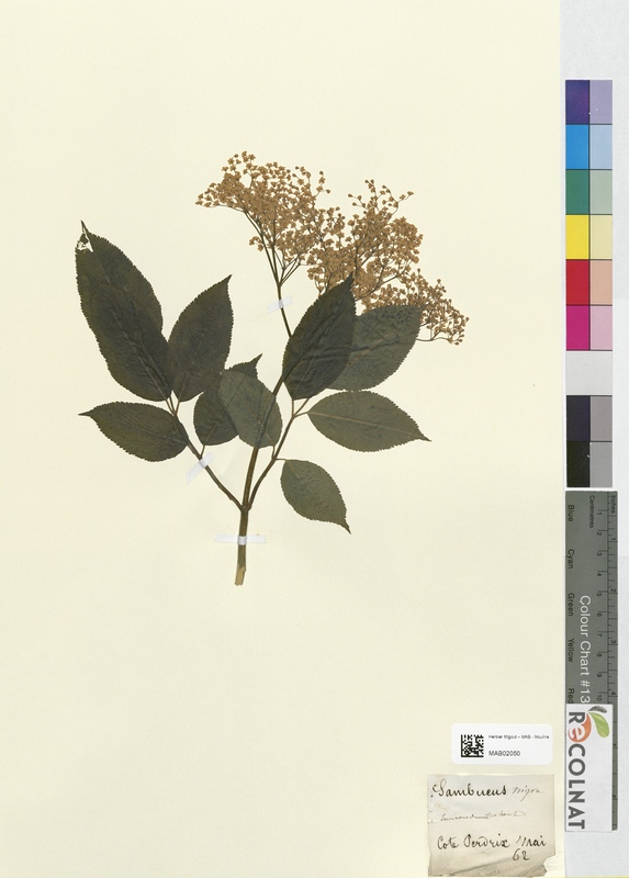 Sambucus nigra (Adoxaceae)