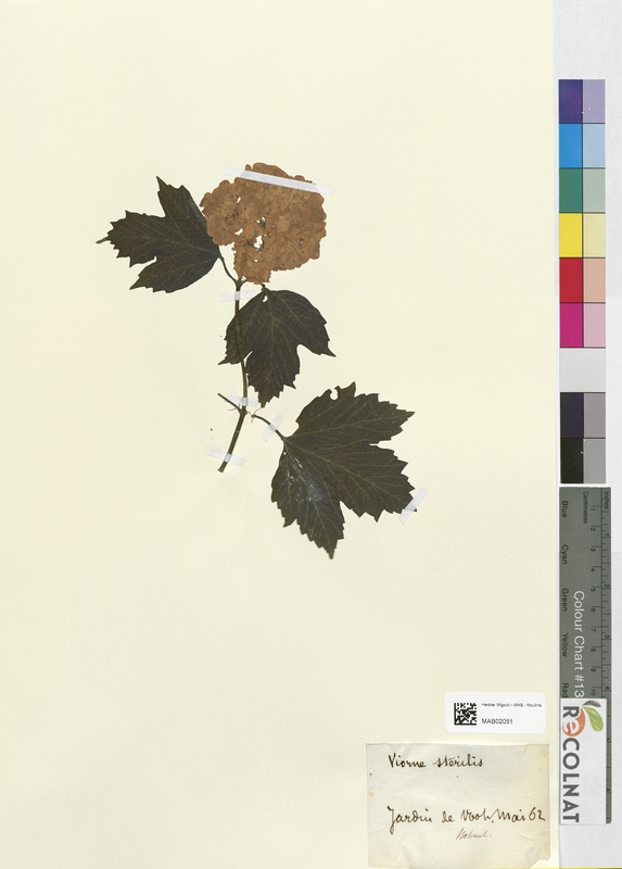 Viburnum sterilis (Adoxaceae)