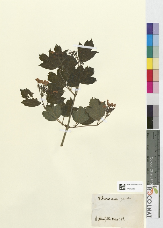 Viburnum opulus (Adoxaceae)