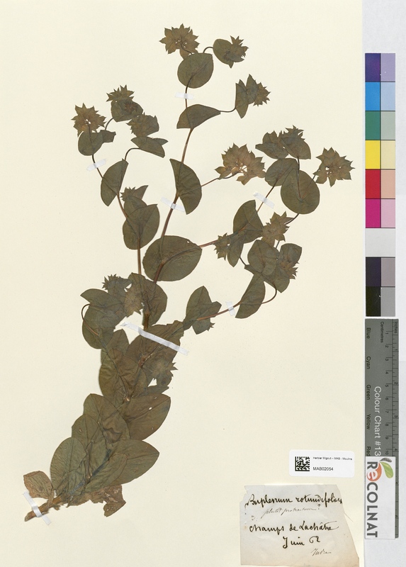 Bupleurum rotundifolium (Apiaceae)