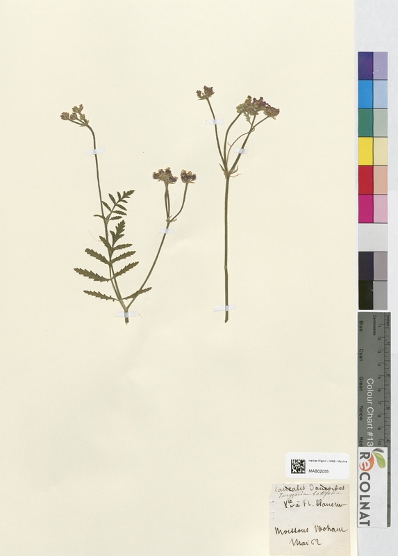 Turgenia latifolia (Apiaceae)