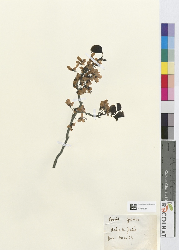 Cercis siliquastrum (Fabaceae)