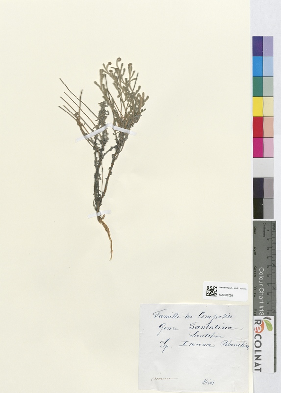 Santolina incana (Asteraceae)