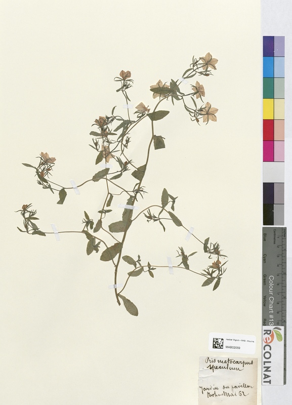 Oris matocarpus (Asteraceae)