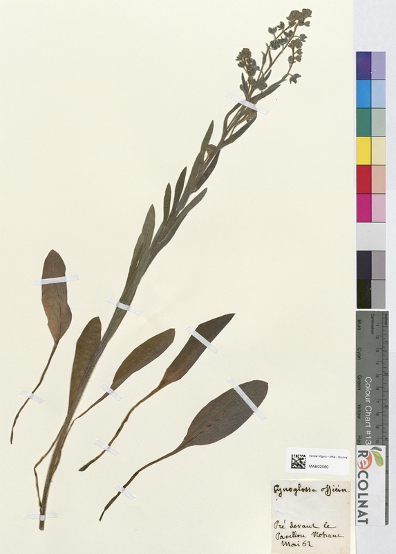 Cynoglossum officinale (Boraginaceae)