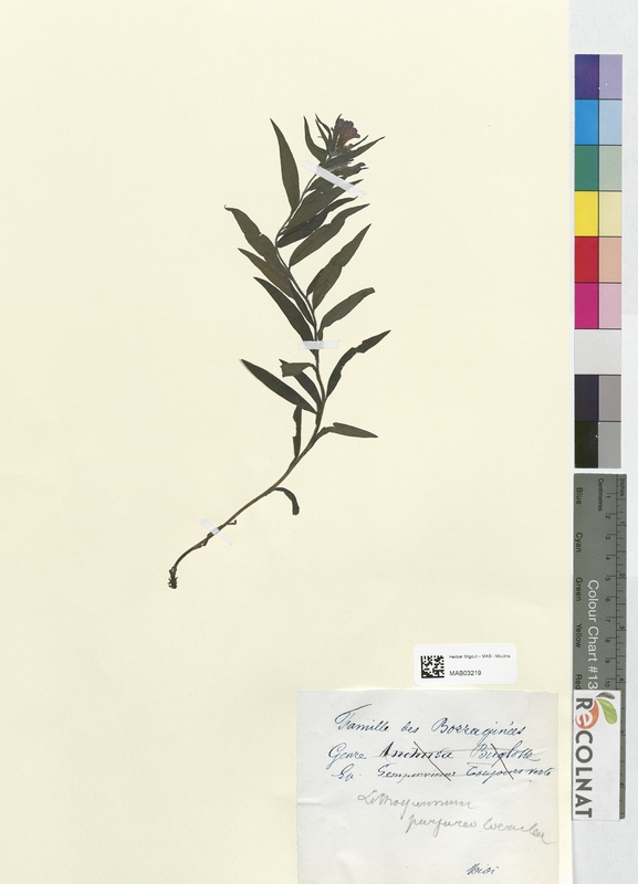 Lithospermum purpureo-caeruleum (Boraginaceae)